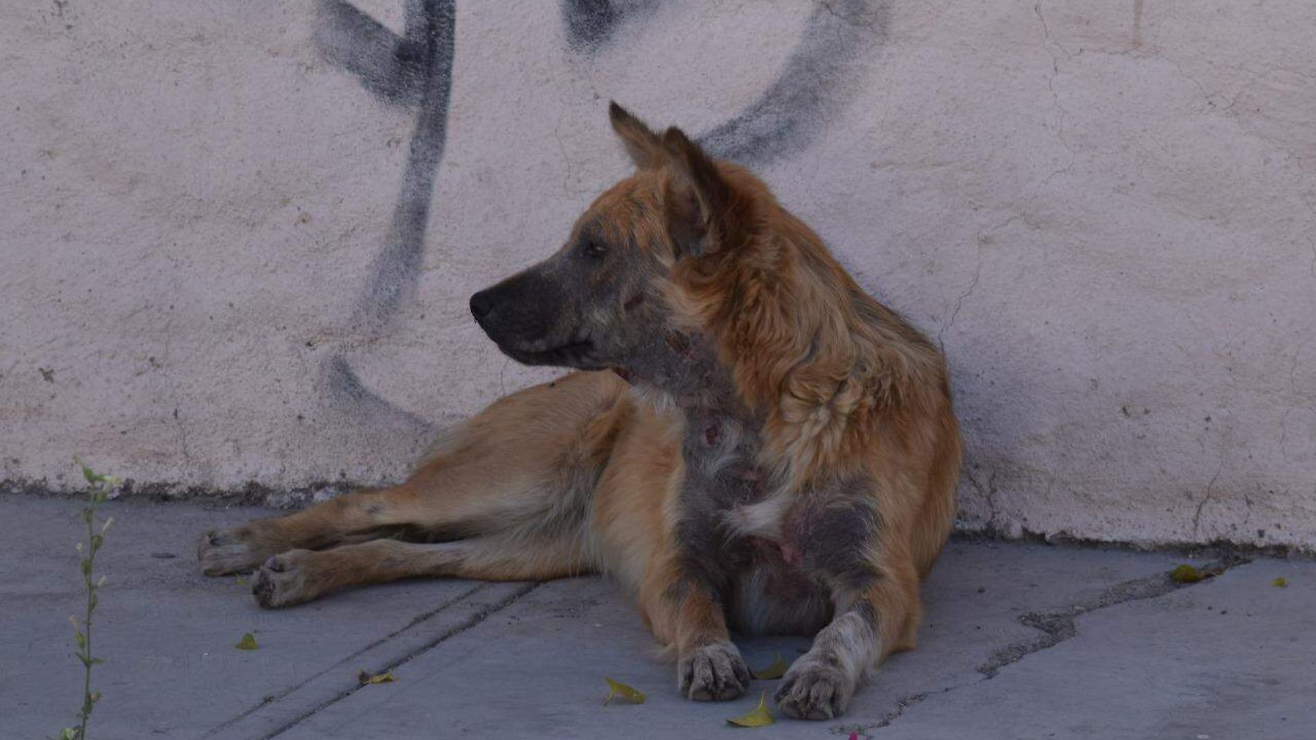 Perros 2